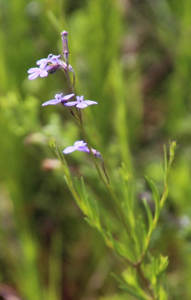 Twobract Lobelias