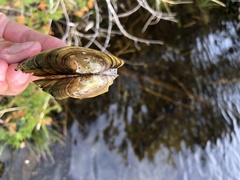 Pyganodon lacustris