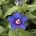 Scarlet Pimpernel - Photo (c) Antonio W. Salas, some rights reserved (CC BY)