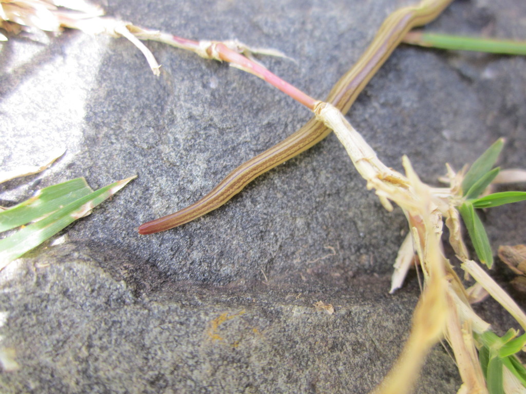 Fletchamia dakini