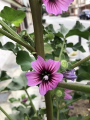 Tree Mallow (Malva dendromorpha)