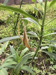 Asclepias curassavica