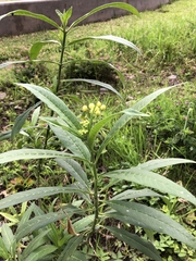 Asclepias curassavica