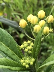 Asclepias curassavica