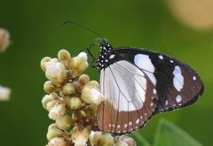 Amauris ochlea ochlea