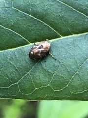 Hemiptera