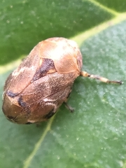 Hemiptera