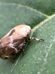 Hemiptera