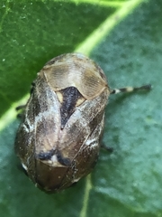 Hemiptera