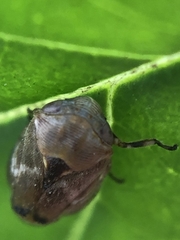 Hemiptera