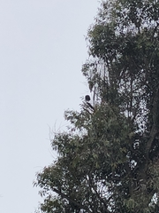 Parabuteo unicinctus