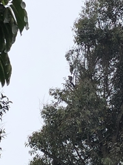 Parabuteo unicinctus