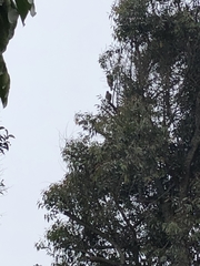 Parabuteo unicinctus