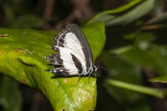 Nacaduba cyanea
