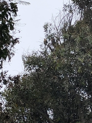 Parabuteo unicinctus