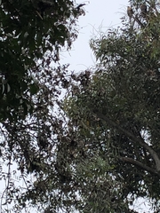 Parabuteo unicinctus