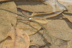 Pseudomugil signifer