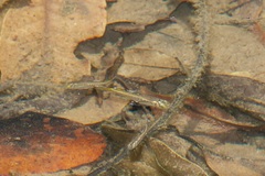 Pseudomugil signifer