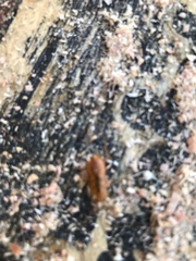 Arcitalitrus sylvaticus