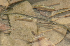 Pseudomugil signifer