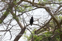 Lophaetus occipitalis