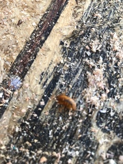 Arcitalitrus sylvaticus