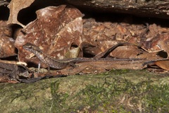 Saproscincus basiliscus