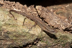 Saproscincus basiliscus