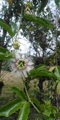 Passiflora edulis edulis