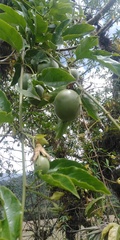 Passiflora edulis edulis