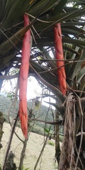 Vriesea tequendamae