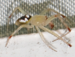Araneus guttulatus