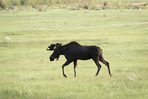 Moose photographed in Colorado