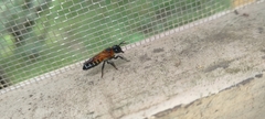 Callomegachile