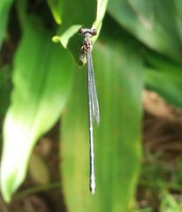 Prodasineura autumnalis
