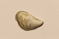 Dreissena bugensis image
