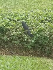 Crotophaga sulcirostris