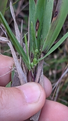 Dichanthelium scribnerianum