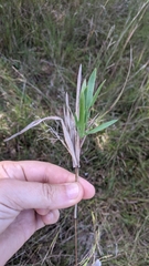 Dichanthelium scribnerianum