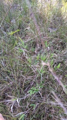 Dichanthelium scribnerianum