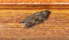 Acleris celiana