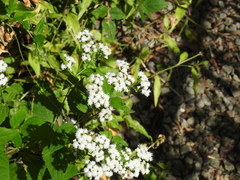 Zadontomerus
