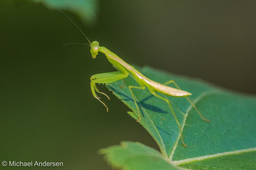 Hierodula salomonis · BioDiversity4All