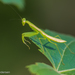 Jade Mantis - Photo (c) Mike Andersen, some rights reserved (CC BY-NC-ND), uploaded by Mike Andersen