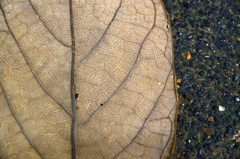 Artocarpus hypargyreus