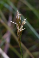 Carex tumulicola