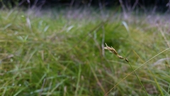 Carex tumulicola