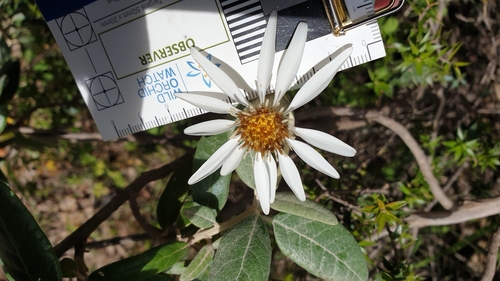 Image of Olearia pannosa by (c) Rosalie Lawrence, some rights reserved (CC BY)
