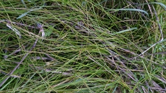 Carex tumulicola