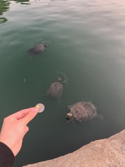 Trachemys scripta elegans